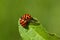 Ladybug (Harmonia axyridis)