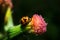 Ladybug holding on flower with close up detailed view.