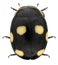 Ladybug, Hyperaspis guttulata