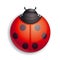 Ladybug icon