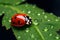 Ladybug insect crawling on leaf covered with raindrops