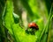 Ladybug insect on a green leaf. Insect concept