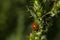 Ladybug Insect plants meadow spring green