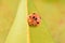 Ladybug insect on the yellow leaf