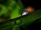 Ladybug inside water drop