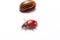 Ladybug isolated