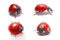 ladybug isolated pictures