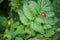 Ladybug Lady Beetle crawling on a green leaf