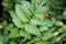 Ladybug Lady Beetle crawling on a green leaf