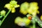 Ladybug Lady Bug on Flower Stem with Yellow Flowers in Backgroun