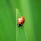 Ladybug. Ladybird.