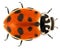 Ladybug ladybird