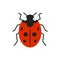 Ladybug ladybird bug single flat color vector icon