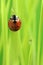 Ladybug (Ladybird) Crawling on Green Grass with Water Drop