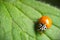 Ladybug ladybird on green leaf macro closeup