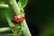 Ladybug or ladybird on green leafy stem