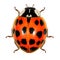 Ladybug ladybird, Harmonia axyridis