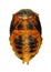 Ladybug, ladybird, Harmonia axyridis