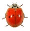Ladybug ladybird, Harmonia axyridis