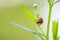 Ladybug or ladybird insect climbing