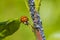 Ladybug or ladybird insect feeding on Aphid