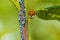 Ladybug or ladybird insect feeding on Aphid