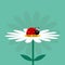 Ladybug Ladybird insect. White daisy chamomile. Cute growing flower plant collection. Love card. Camomile icon. Cartoon character.