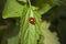 Ladybug ladybird on a nettle leaf