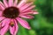 Ladybug or ladybird on pink Echinacea flower in soft green bokeh background