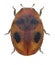 Ladybug ladybird, Scymnus sp.