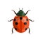 Ladybug ladybird vector