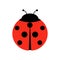 Ladybug or ladybird vector graphic illustration, isolated. Cute simple flat design of black and red lady beetle