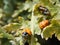 Ladybug and ladybuy pupae on Plant - Coccinella septempunctata