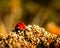 Ladybug landed on gold collared flower