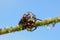 Ladybug larva eating aphid