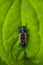 Ladybug larva insect Coccinellidae closeup