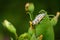 Ladybug larva insect on a plant
