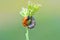 The ladybug larva and pupa