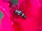 Ladybug Larvae standing at the Flower