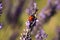 Ladybug in lavender fields macro