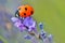 Ladybug on lavender flower