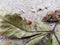 Ladybug Laying on a Dried Leaf