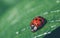 Ladybug on a leaf