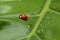 Ladybug on Leaf