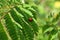 Ladybug on leaf