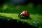 Ladybug on leaf.close up photo