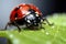 Ladybug on leaf.close up photo