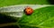 Ladybug in a leaf covered with dew