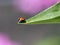 Ladybug on leaf edge