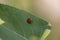 Ladybug leaf isolated spring summer background